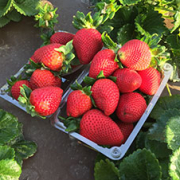 UC Davis Selects Global Plant Genetics, Ltd. for Strawberry Licensing in Europe, Mediterranean and South America