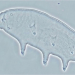 Research Inspired by ‘Water Bears’ Leads to Innovations in Medicine, Food Preservation and Blood Storage